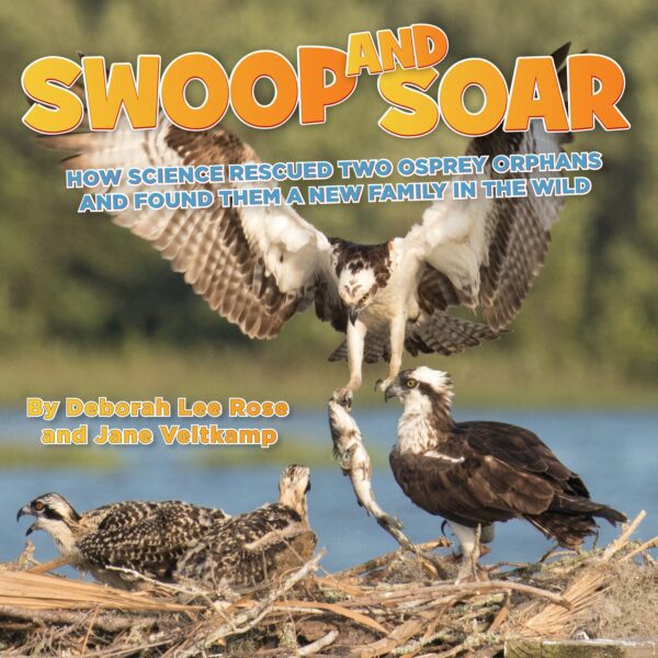 SWOOP AND SOAR: How Science Rescued Two Osprey Orphans and Found Them A New Family In The Wild