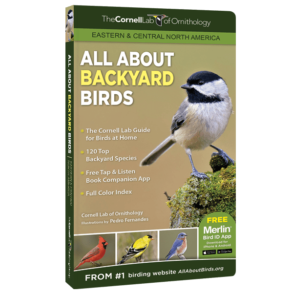 All About Backyard Birds (Eastern & Central)