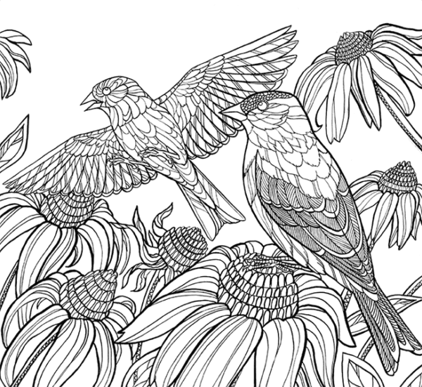 America's Favorite Birds: 40 Birds to Color - Image 4