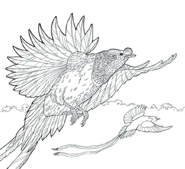 Birds of Paradise: A Coloring Expedition - Image 3