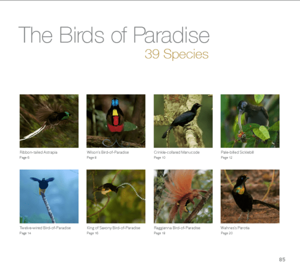 Birds of Paradise: A Coloring Expedition - Image 6