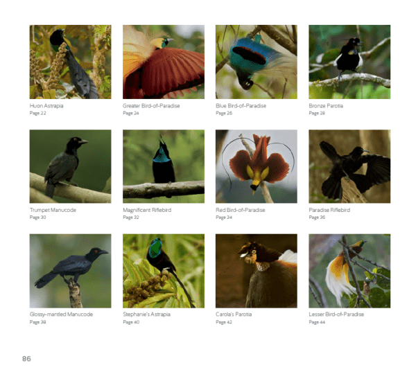 Birds of Paradise: A Coloring Expedition - Image 7