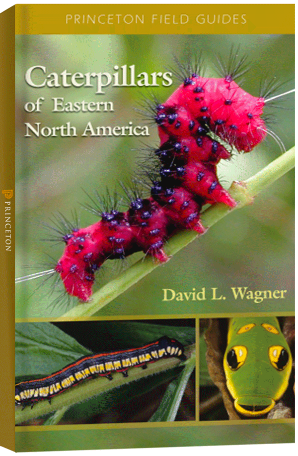 Caterpillars of Eastern North America: A Guide to Identification and Natural History