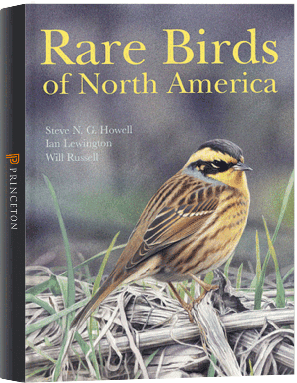 Rare Birds of North America